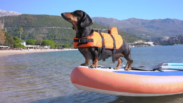 Funny dachshund dog in lifeguard jacket barks while mooring to sea shore on SUP board with oar. Outdoor activities during vacation. Beautiful mountain landscape
