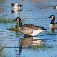 Obraz premium Canada Geese, Canada Goose, Branta Canadensis in environment