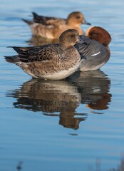 Eurasian Wigeon, Wigeon duck, Mareca penelope birds in habitat