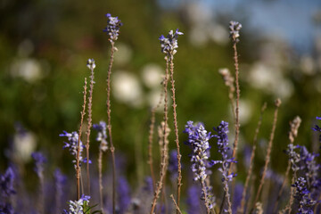 lavender flowers in the field
