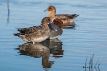 Eurasian Wigeon, Wigeon duck, Mareca penelope birds in habitat