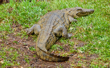 crocodile in the grass. Nile crocodile alligator dangerous predator animal sleeping on green grass...