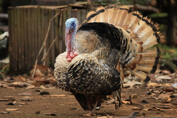 This photo is a photo of a turkey