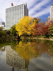 東京都　日比谷公園の黄葉