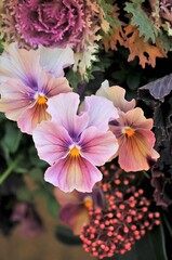 植木鉢に寄せ植えしたパンジーの花です