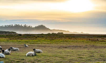Pasture with Point Lobos