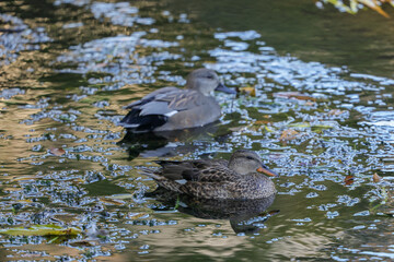 オカヨシガモのペア