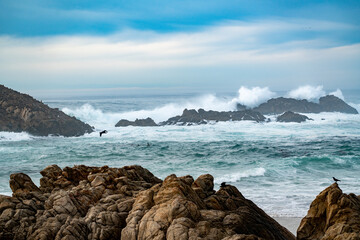 Waves Crashing with Bird Flying