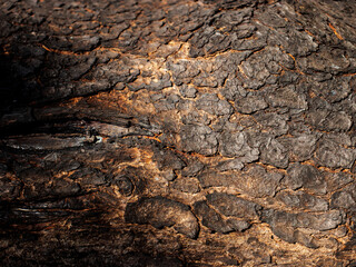 Bark Tree Texture , Background texture of tree bark , Natural wooden texture background