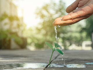 Small trees on the concrete floor No matter where it happens, it should be taken care of. For a beautiful environment