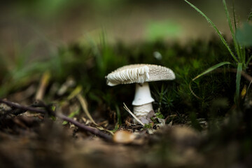 Mushrooms cut in the woods. Mushroom 