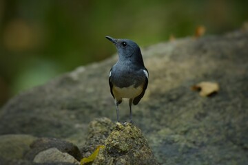 Resembling a male but a dark gray head and chest The upper body is black, not a glimpse into it.