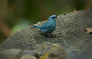 Light blue-gray rather than male The eyes and eyes are not as clear as the male. Different from the light blue insect catching bird at the shorter mouth The bottom of the sky has white stripes.