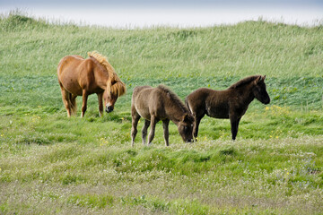 Naklejka na ściany i meble Icelandic horses grazing in field, Iceland