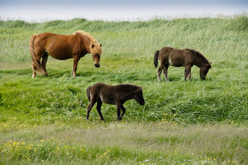 Fototapeta na wymiar Icelandic horses grazing in field, Iceland