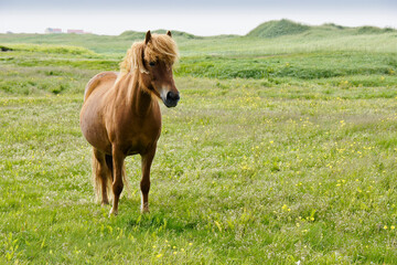 Naklejka na ściany i meble Icelandic horse in field, Iceland