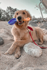 Golden retriever dog