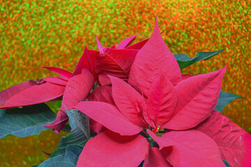 Fototapeta na wymiar Poinsettias in red color on golden background with glitter green.