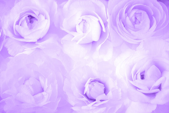 薄紫のラナンキュラスの背景(単色）