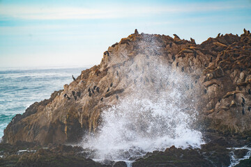 Seals on a Rock