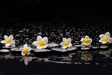 Fototapeta na wymiar Four frangipani and zen black stones ,wet background,reflection 