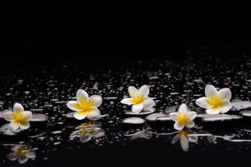 Fototapeta na wymiar spa still life of with white frangipani and zen black stones ,wet background 