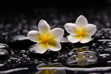 Fototapeta na wymiar spa still life of with two white frangipani and zen black stones ,wet background 