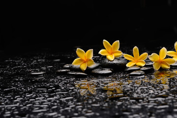 spa still life of with 
four yellow frangipani and zen black stones ,wet background
