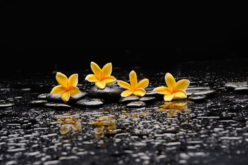spa still life of with 
four yellow frangipani and zen black stones ,wet background
