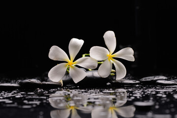 Fototapeta na wymiar spa still life of with two white frangipani and zen black stones ,wet background 