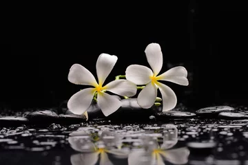Gordijnen spa still life of with two  white frangipani and zen black stones ,wet background  © Mee Ting