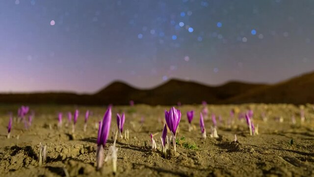 Meteor in Timelapse of Saffron Flower Grow on the Field and Mountains and Milky Way Nebula and Shining Stars at Night in the Background Landscape