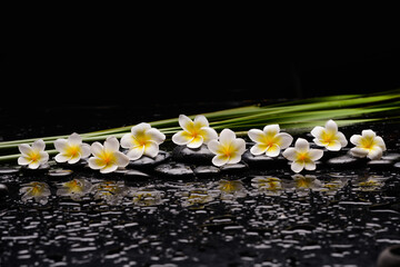 spa still life of with row of 
white frangipani and zen black stones ,green long leaves ,wet background
