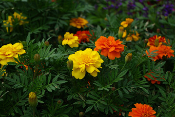 yellow and red flowers