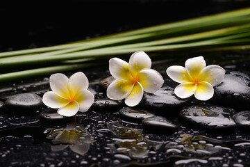 spa still life of with three 
white frangipani  with long leaves and zen black stones ,wet background
