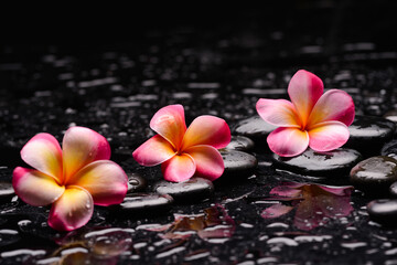 spa still life of with pink three 
frangipani and zen black stones ,wet background
