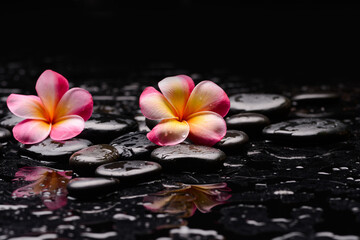 spa still life of with two pink 
frangipani and zen black stones ,wet background
