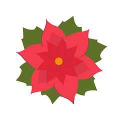 Christmas poinsettia flower blooming bud isolated on white