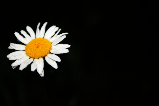 solo flower 