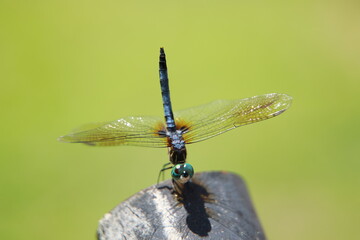 dragonfly