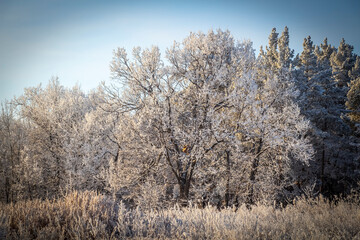 Fresh frost on tree branches on a frosty winter morning.