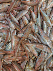 red mullet, fresh fish at the market, 