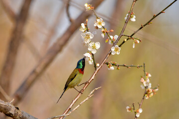 A male Fork-tailed Sunbird sucks Plum Blossom Honey on a branch
