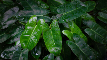 Green leaves with drops of waters