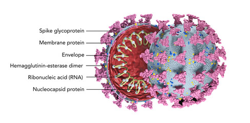 Illustration of the Corona Virus cut open, cell nucleus
- 400113134
