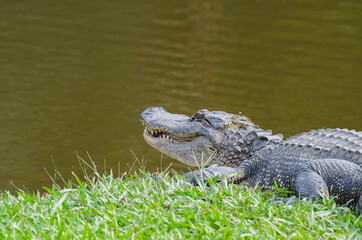 Closeup of smiling American alligator on Avery Island, Louisiana, USA