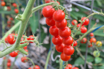 Tomato Cheri. Ripe red cherry tomatoes are on the green foliage background, hanging on the vine of a tomato tree in the garden.