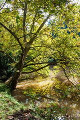 Obraz premium Gorgeous autumn landscape in central Europe of a scenic forest with lots of warm sunshine with a pond