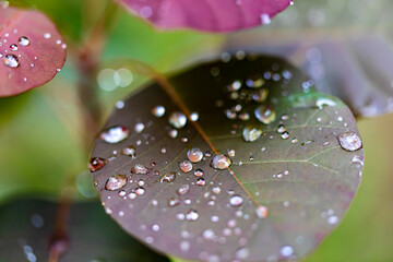 Detail of autumn leaves with raindrops in fall seasonal background.