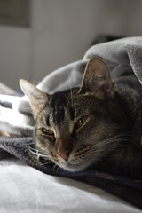 Grey striped cat at home